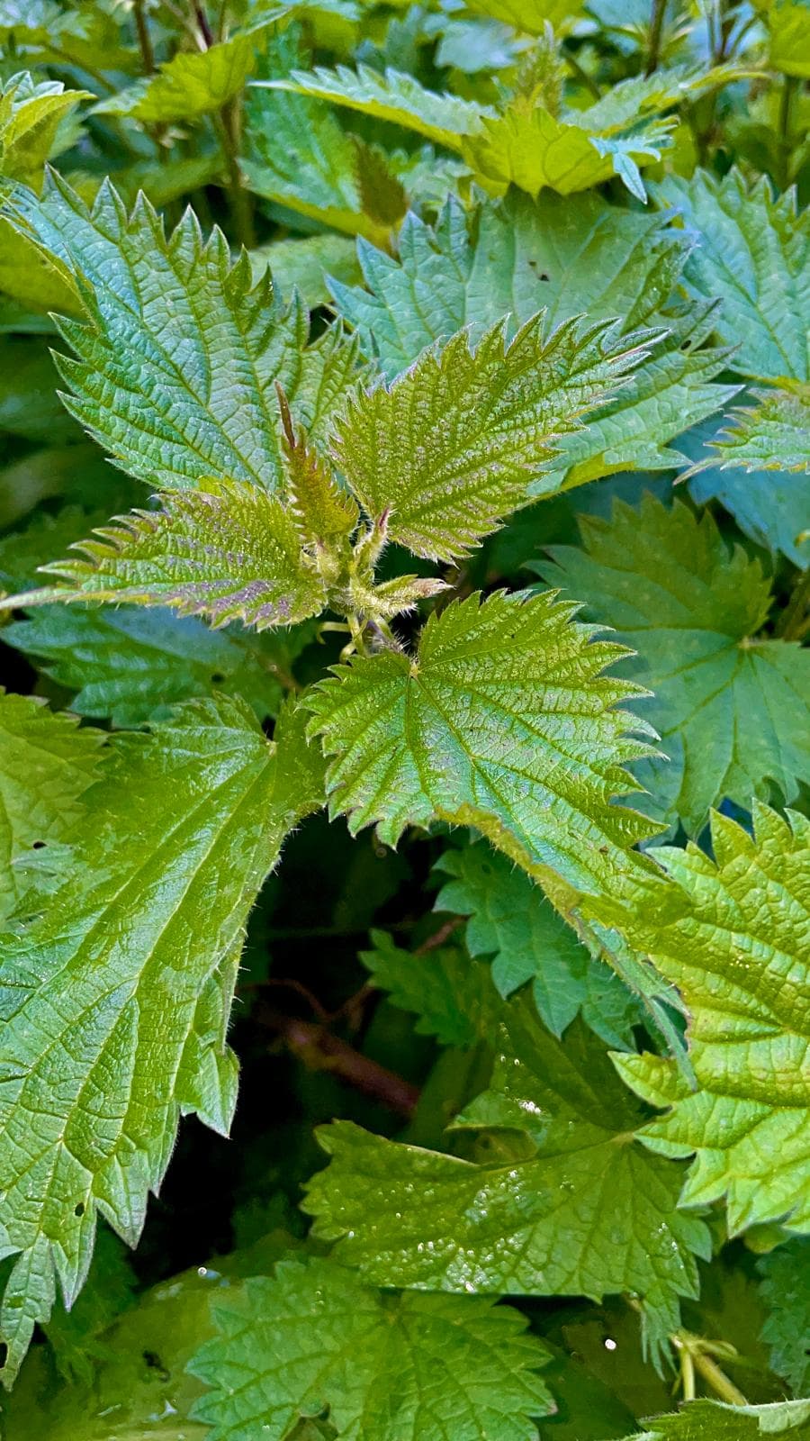 Photograph from Kimaathi's life and practice, image 1 of 42