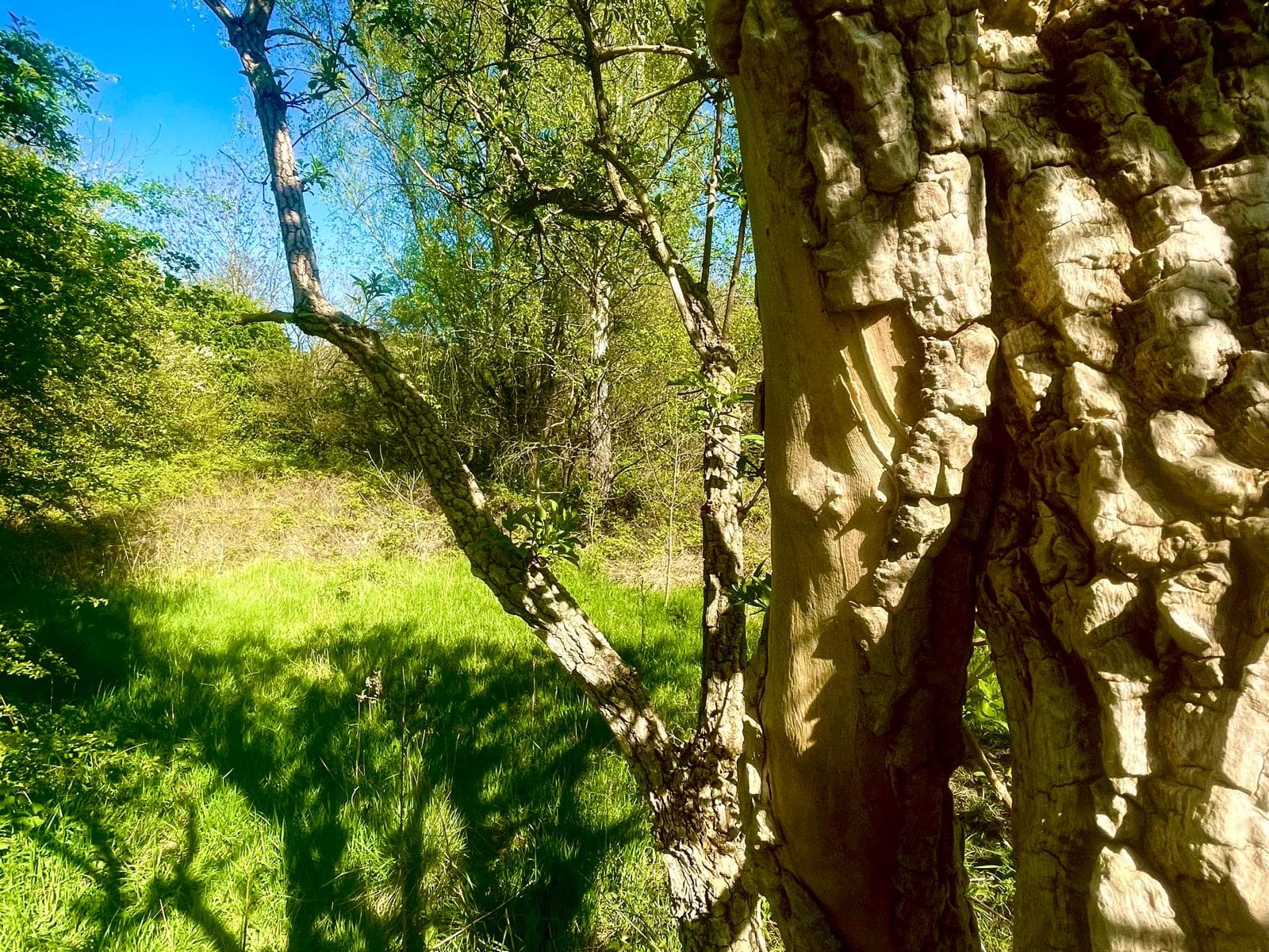Sunlit trees and grass in a quiet local green space