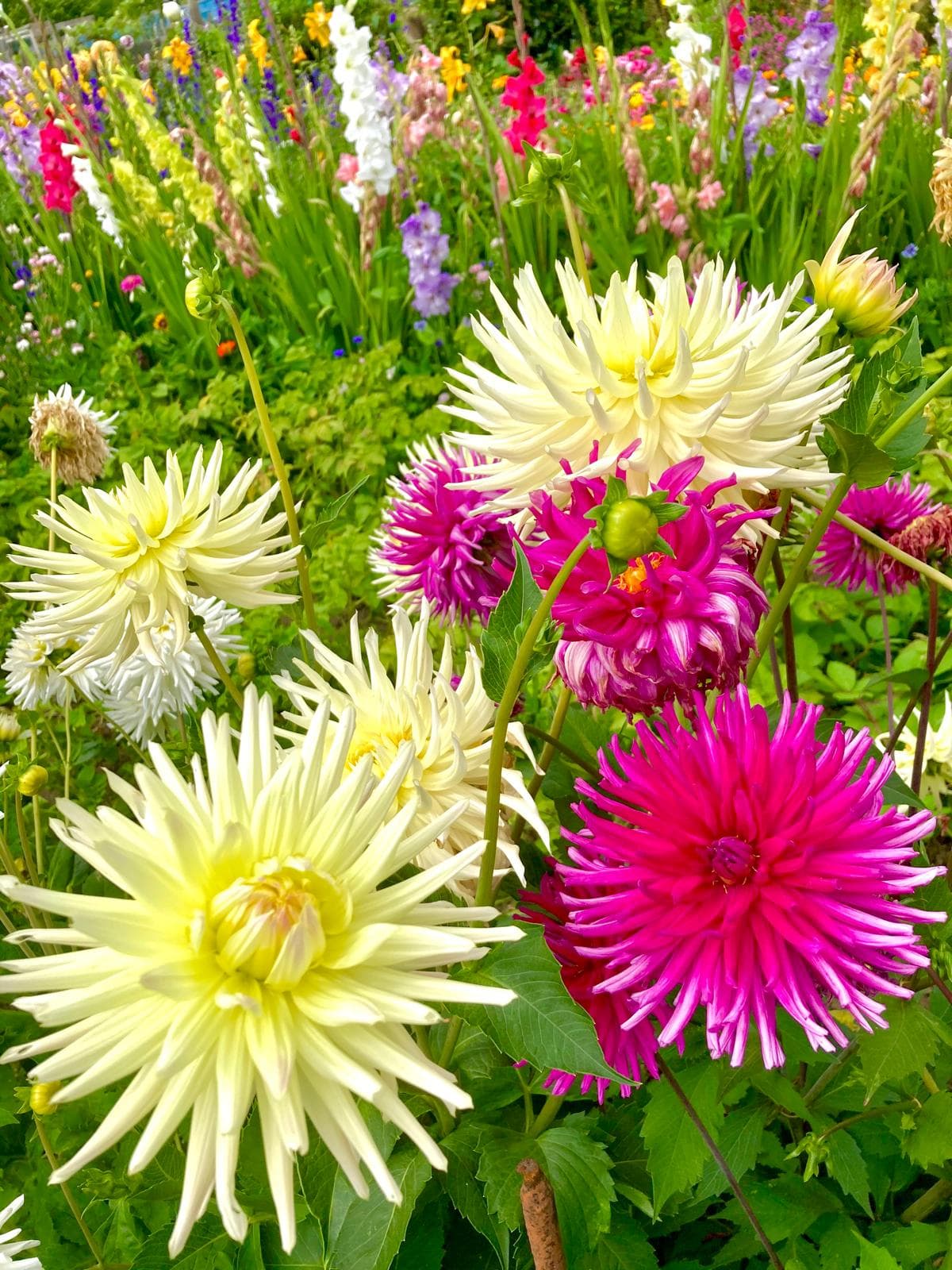 Close-up of bright flowers growing in a garden