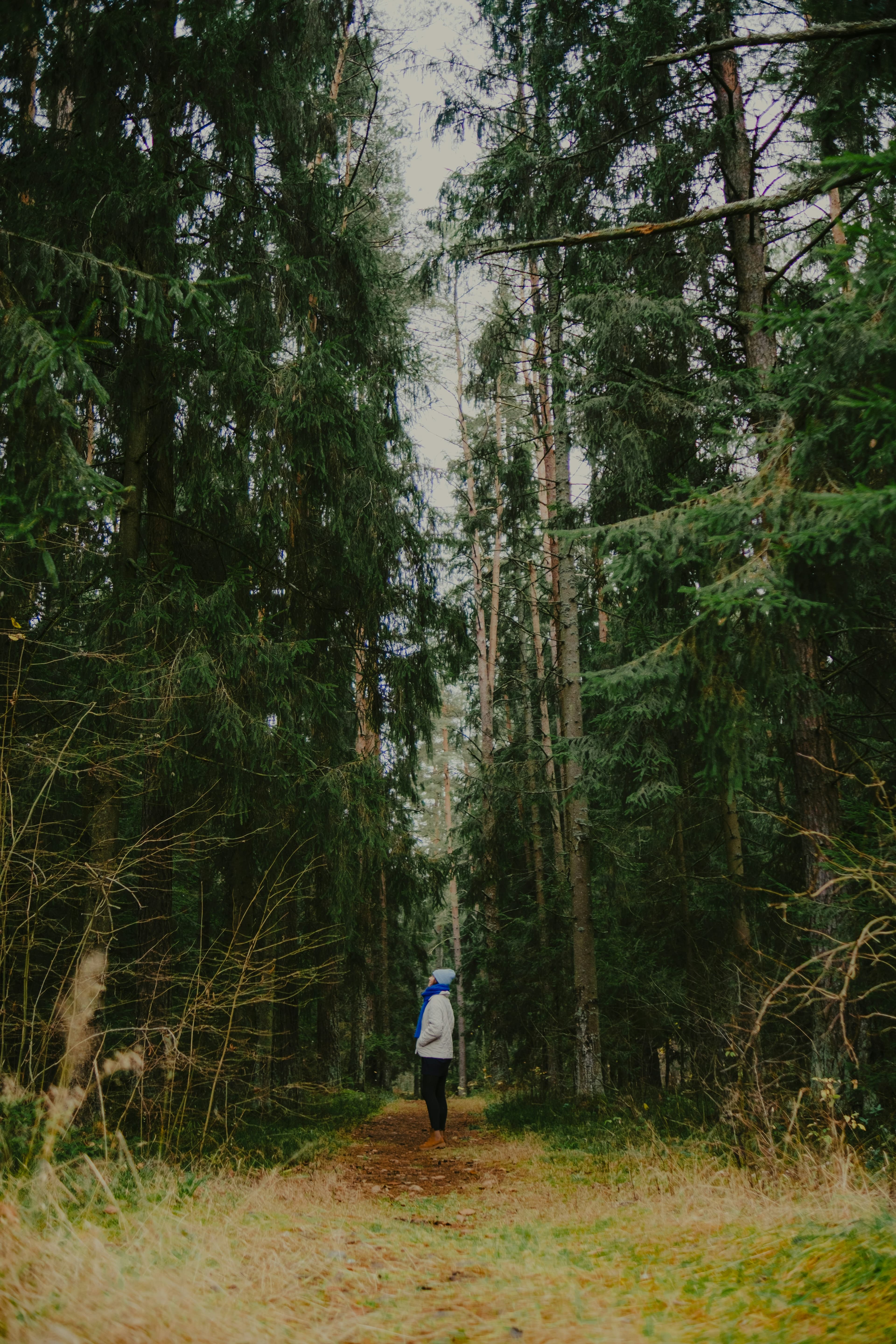 Person standing on a quiet path among tall trees