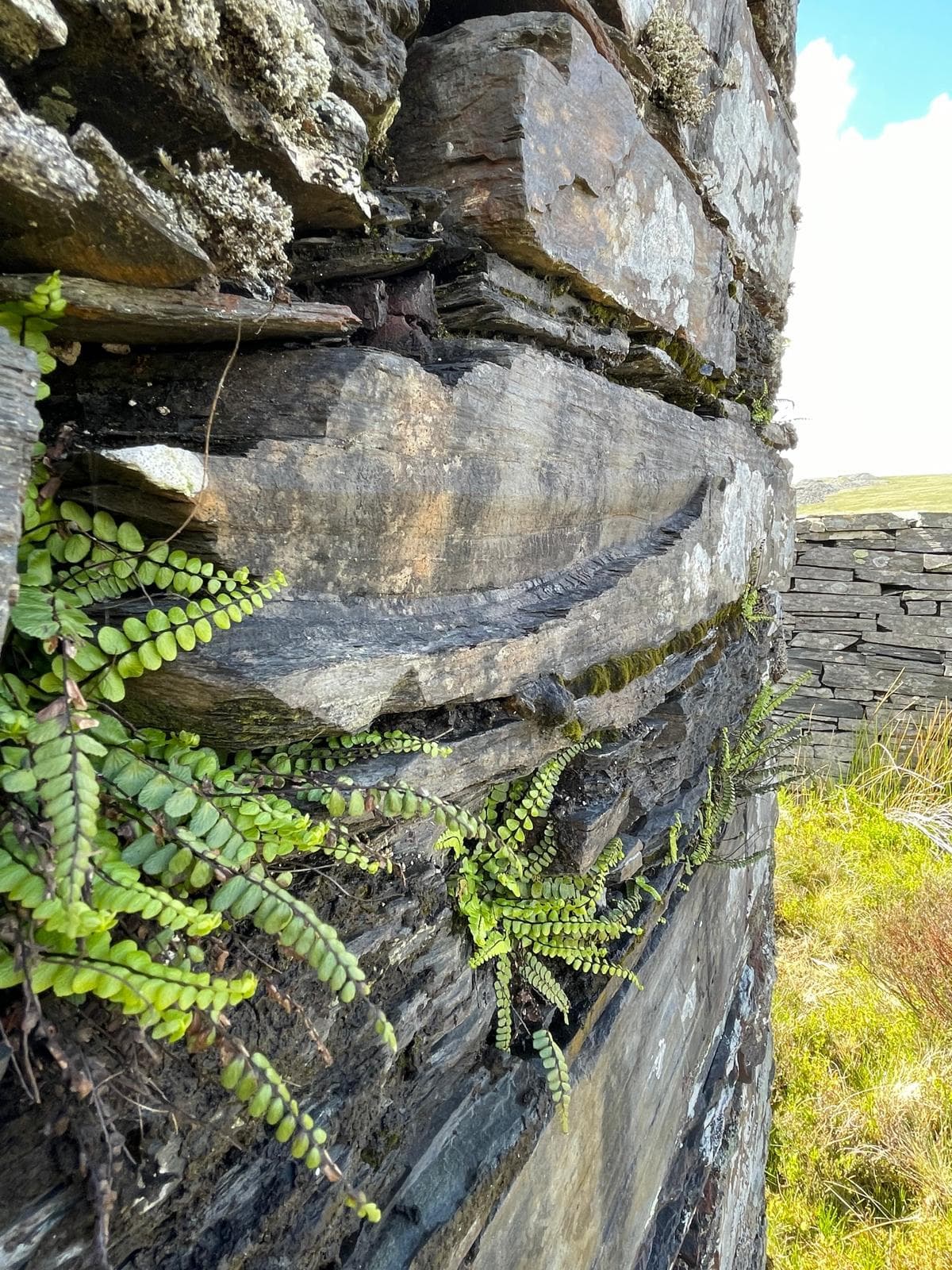 Close-up of layered stone with green ferns